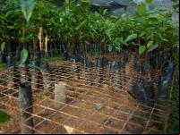 Viveiro com mudas de plantas nativas (Foto: Mokhamad Edliadi/CIFOR)