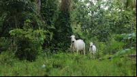 Gado pastando em área de floresta