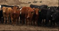 A carne bovina compreende uma parcela significativa das emissões agrícolas.