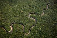 Florestas funcionam como um importante reservatório de carbono global (Foto: Cesar David Martinez/Avaaz)