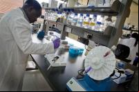 Pesquisadores desenvolvem variedades de arroz de baixo carbono, aditivos para rações e outras inovações tecnológicas para criar um sistema alimentar mais sustentável (Foto: Kate Holt/AusAID)