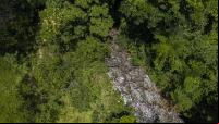 Mata Atlântica floresta Rio de Janeiro