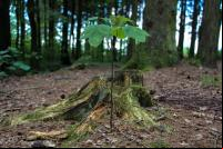 imagem mostra muda jovem de árvore em meio a floresta