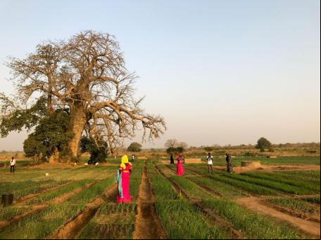 Na Gâmbia, o Programa das Nações Unidas para o Meio Ambiente (PNUMA) apoia agricultores no desenvolvimento de métodos mais resilientes a impactos como o aumento das temperaturas e a irregularidade das chuvas
