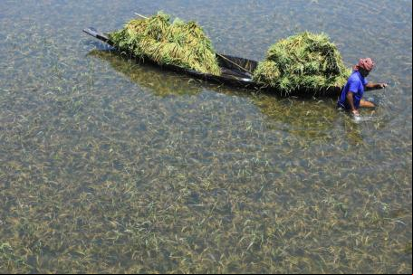 Um agricultor em Sunamganj, Bangladesh, colhe arroz de um campo inundado após chuvas torrenciais em 2022