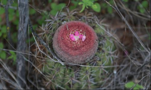 Vegetação da Caatinga