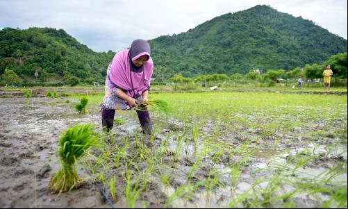 mulher em plantação de arroz